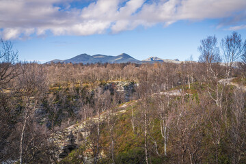 Bare birch trees on mountain trail during warm sunset light in Rondane Norway
