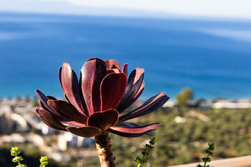 Black Aeonium (Zwartkop) plant also known as tree aeonium, tree houseleek or Irish rose, seascape in the background