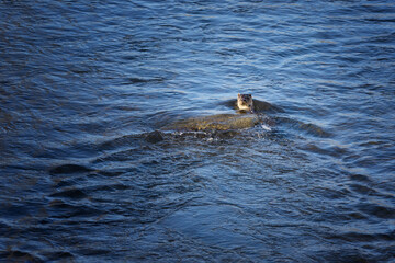 The European otter (Lutra lutra), a species of predatory amphibian mammal of the family Mustelidae, genus Lutra, whose representatives live in Poland in the wild, background or wallpaper