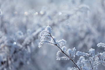 Frosted branches of wild shrubs in a winter landscape on a winter day, natural background or wallpaper with a nature motif