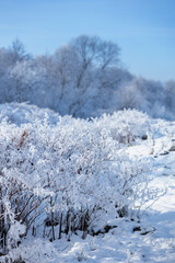 Frosted branches of wild shrubs in a winter landscape on a winter day, natural background or wallpaper with a nature motif