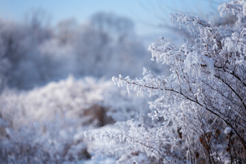 Frosted branches of wild shrubs in a winter landscape on a winter day, natural background or wallpaper with a nature motif