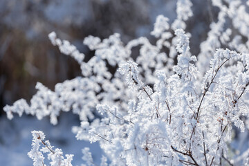 Frosted branches of wild shrubs in a winter landscape on a winter day, natural background or wallpaper with a nature motif