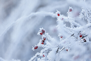 Frosted Branches with Red Berries in a Winter Landscape on a Winter Day,  natural background or wallpaper for nature motif