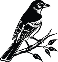 Jay silhouette vector perched on branch with distinctive head crest