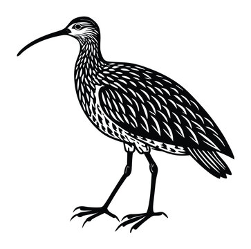 Curlew silhouette vector walking with prominent down-curved bill