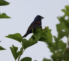 Blue Grosbeak atop a small branch.