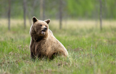 Fototapeta premium Wild brown bear ( Ursus arctos )