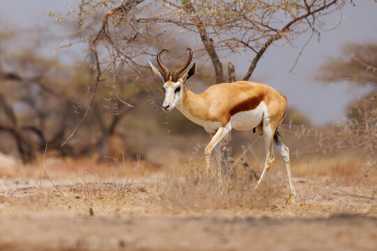 Springbok or springbuck Antidorcas marsupialis, slender, long-legged antelope found mainly in south and southwest Africa, genus Antidorcas, sunset in Namibian savanna