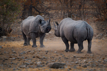 Black Rhinoceros or Hook-lipped Rhinoceros - Diceros bicornis two rhinos fight in evening duel near...