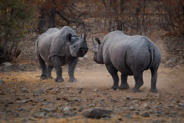 Gardinen Nashorn Black Rhinoceros or Hook-lipped Rhinoceros - Diceros bicornis two rhinos fight in evening duel near waterhole, large animal native to eastern and southern Africa during the dark evening.  © phototrip.cz