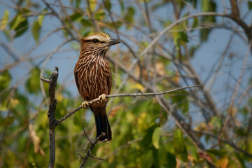Purple roller Coracias naevius or Rufous-crowned roller, medium-sized bird widespread in sub-Saharan Africa, the largest of the rollers sits on the branch in the green tree