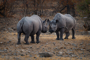 Black Rhinoceros or Hook-lipped Rhinoceros - Diceros bicornis two rhinos fight in evening duel near waterhole, large animal native to eastern and southern Africa during the dark evening.