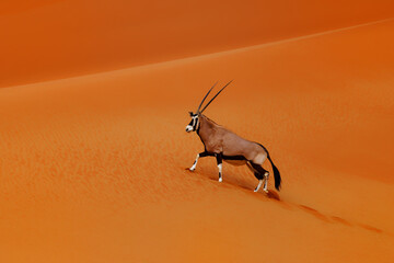 Fototapeta premium Gemsbok or South African oryx - Oryx gazella, large antelope endemic to dry regions of Botswana, Namibia, South Africa and Zimbabwe, mainly the Kalahari and Namib Deserts. Walks on red dunes