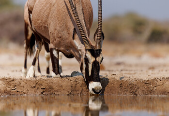 Gemsbok or South African oryx - Oryx gazella, large antelope endemic to dry regions of Botswana, Namibia, South Africa and Zimbabwe, mainly the Kalahari and Namib Deserts. Drinks from the water hole