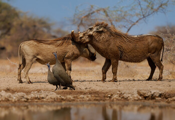 Common Warthog - Phacochoerus africanus  wild member of pig family Suidae found in grassland, savanna and woodland, portrait of warthog pig pair in savannah in Africa, two animals around the water