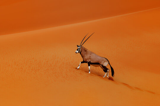 Gemsbok or South African oryx - Oryx gazella, large antelope endemic to dry regions of Botswana, Namibia, South Africa and Zimbabwe, mainly the Kalahari and Namib Deserts. Walks on red dunes