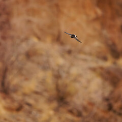 Greater striped swallow - Cecropis cucullata in the flight, large swallow native to Africa south of the equator, big flock of birds in Africa with the red stony background