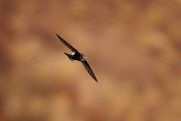 Greater striped swallow - Cecropis cucullata in the flight, large swallow native to Africa south of the equator, big flock of birds in Africa with the red stony background