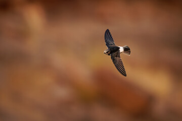 Greater striped swallow - Cecropis cucullata in the flight, large swallow native to Africa south of the equator, big flock of birds in Africa with the red stony background