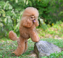 Adorable apricot toy poodle stands with its front paws on stone