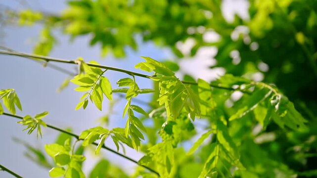Green leaves sweep softly by the wind with the sun scattering through the leaves. Laburnum bush.