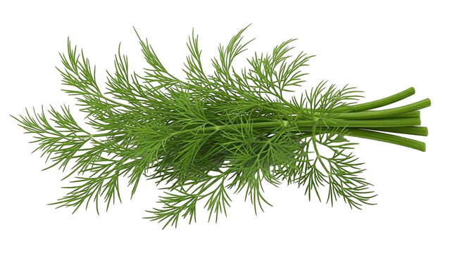 A fresh green bunch of dill herb with feathery leaves isolated on a plain white background.