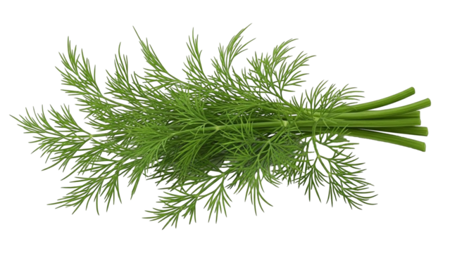 A fresh green bunch of dill herb with feathery leaves isolated on a plain white background.