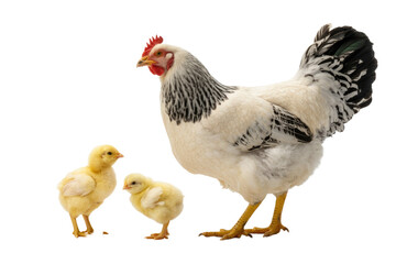 Fototapeta premium A white hen with black markings stands protectively beside two fluffy yellow chicks, depicted on a transparent transparent background. background removed