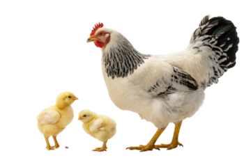A white hen with black markings stands protectively beside two fluffy yellow chicks, depicted on a transparent transparent background. background removed