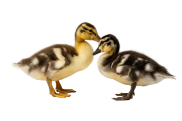 Two adorable ducklings with fluffy yellow, brown, and white feathers stand side-by-side on a transparent background, looking at each other affectionately. background removed