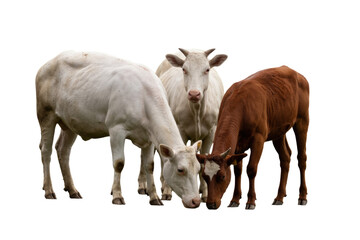 Fototapeta premium Three young cattle, two white and one brown with a white blaze, are seen together, appearing to graze or look downwards. background removed