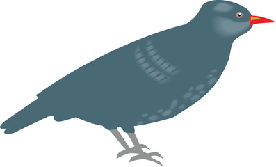 Naklejka premium Blue-Gray Bird with Red Beak