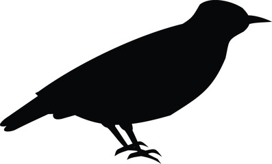 Naklejka premium Perching Bird Silhouette