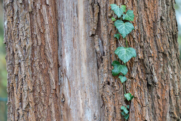 English ivy Hedera helix climbs a rough tree trunk, contrasting green leaves with textured bark. Natural background pattern in a woodland setting.