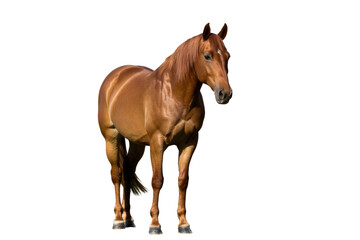 Obraz premium A stunning chestnut horse with a white blaze stands gracefully, showcasing its muscular build and elegant posture on a transparent background. background removed