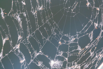 The spider web (cobweb) closeup background.