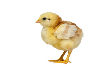 Obraz premium A fluffy, yellow and brown baby chick stands isolated against a transparent background, looking to the left. Adorable young bird. background removed