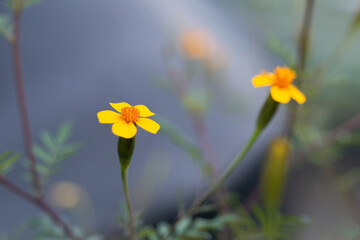 Obraz premium close-up photograph of small yellow flowers with a blurred background