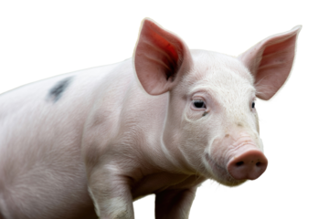 Close-up of a charming young pink piglet with a distinctive black spot and prominent ears, isolated cleanly on a transparent background. background removed