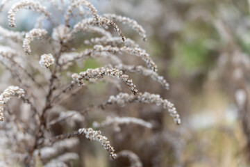Close-up of a dried wildflower with curved, fluffy seed plumes against a soft blurred background. Minimal autumn or winter nature scene with gentle bokeh.