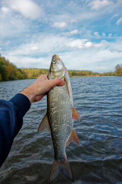 European asp fish in fisherman's hand