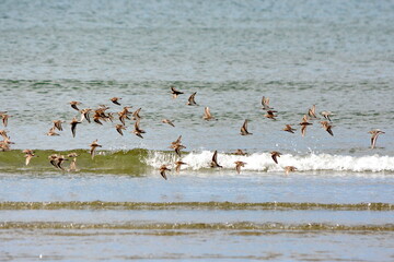 Sanderlings along the shore at the North Beach near Massett on Haida Gwaii, British Columbia, Canada