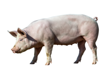 A full body side profile of a healthy domestic pig with light pink skin and a curled tail, isolated on a solid transparent background. background removed
