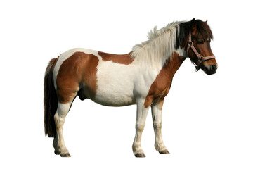 A beautiful brown and white piebald pony, with a flowing white mane and a halter, stands in profile. A charming equine. background removed