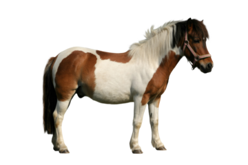 A beautiful brown and white piebald pony, with a flowing white mane and a halter, stands in profile. A charming equine. background removed