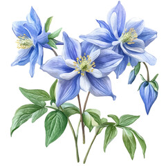 Columbine Flower, vector clipart in watercolor with smooth gradients, isolated on a white background.