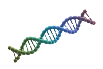 A vibrant, 3D rendered DNA double helix structure, showcasing a colorful gradient of genetic material. Ideal for biology, science, and medical designs. background removed