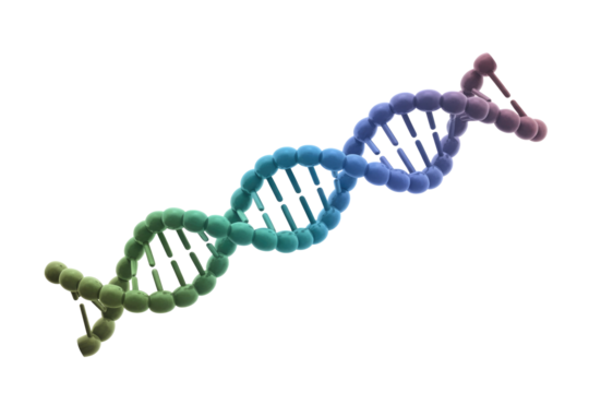 A vibrant, 3D rendered DNA double helix structure, showcasing a colorful gradient of genetic material. Ideal for biology, science, and medical designs. background removed - Powered by Adobe