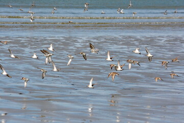 Sanderlings along the shore at the North Beach near Massett on Haida Gwaii, British Columbia, Canada